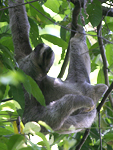 Brown-throated Three-toed Sloth    Bradypus variegatus