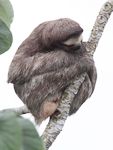 Brown-throated Three-toed Sloth    