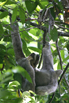 Brown-throated Three-toed Sloth    