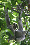 Brown-throated Three-toed Sloth    Bradypus variegatus