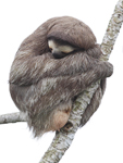 Brown-throated Three-toed Sloth    Bradypus variegatus