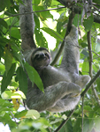 Brown-throated Three-toed Sloth    