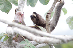 Brown-throated Three-toed Sloth    Bradypus variegatus