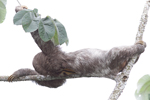 Brown-throated Three-toed Sloth    