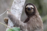 Brown-throated Three-toed Sloth   Bradypus variegatus