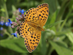 Marbled Fritillary    