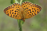 Marbled Fritillary    