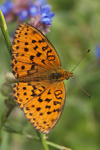 Marbled Fritillary    Brenthis daphne 