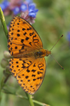 Marbled Fritillary    