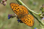 Marbled Fritillary    Brenthis daphne 