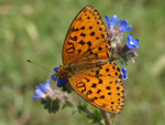 Marbled Fritillary    