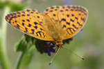 Marbled Fritillary    