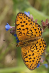 Marbled Fritillary    Brenthis daphne 