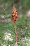 Broomrape   Orobanche sp.