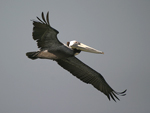 Brown Pelican    