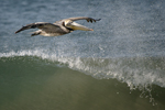 Brown Pelican    Pelecanus occidentalis