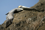 Brown Pelican    