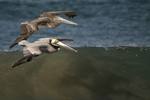 Brown Pelican    