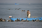 Brown Pelican    