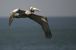 Brown Pelican    Pelecanus occidentalis