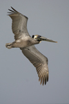 Brown Pelican    Pelecanus occidentalis