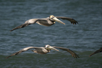 Brown Pelican    Pelecanus occidentalis