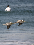 Brown Pelican    Pelecanus occidentalis