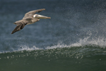 Brown Pelican    Pelecanus occidentalis