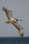 Brown Pelican    