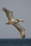 Brown Pelican    Pelecanus occidentalis