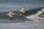 Brown Pelican    Pelecanus occidentalis