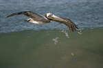 Brown Pelican    Pelecanus occidentalis