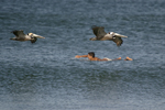 Brown Pelican    