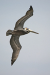 Brown Pelican    Pelecanus occidentalis