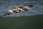 Brown Pelican    Pelecanus occidentalis