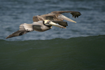 Brown Pelican    