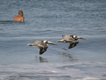 Brown Pelican    Pelecanus occidentalis