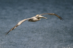 Brown Pelican    
