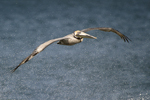      Pelecanus occidentalis