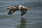 Brown Pelican    