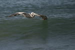 Brown Pelican    