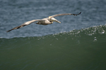 Brown Pelican    Pelecanus occidentalis