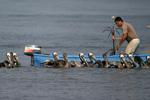 Brown Pelican    Pelecanus occidentalis