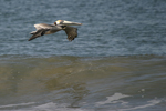 Brown Pelican    Pelecanus occidentalis