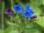 Blue Gromwell    Buglossoides purpureo-coerulea