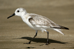 Sanderling    Calidris alba