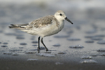 Sanderling    Calidris alba