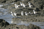 Sanderling    Calidris alba