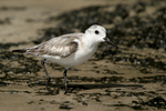 Sanderling    Calidris alba