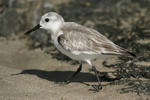 Sanderling    Calidris alba